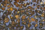 Polished Sericho Pallasite Meteorite ( g) Slice - Kenya #305727-2